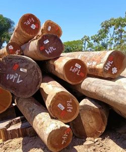 Gỗ Căm Xe Mỹ WPL - Kính 53+