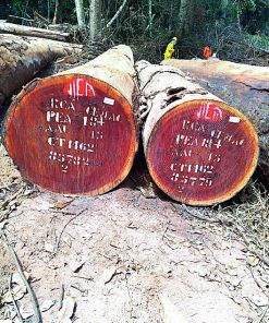 Gỗ Xoan Đoà Nam Phi - VANH 300+