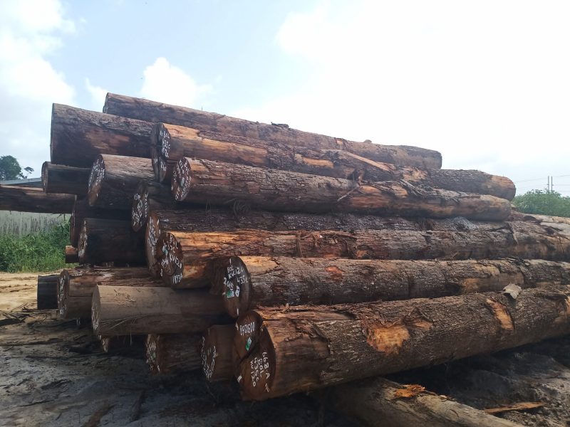 bolletriemanilkarasurinamensis3 (1)