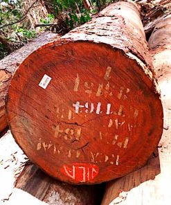 Gỗ Lim Tròn Nam Phi - VANH 280+