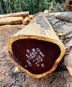 Gỗ Hương Đỏ Padouk  - Kính 68